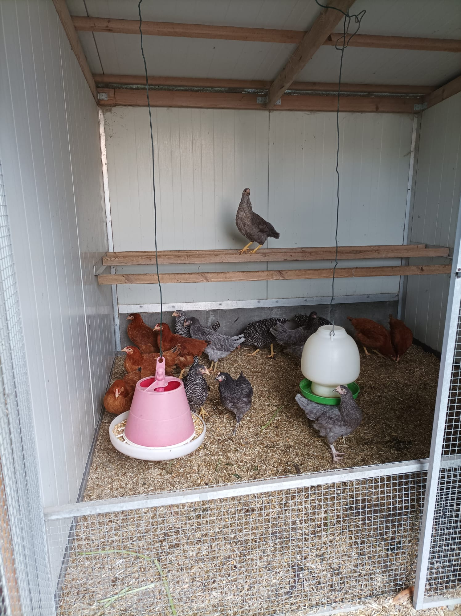 Rhodeländer und Sperber